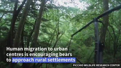 Bear experts use dogs, honey and antennae to save lives in rural Japan