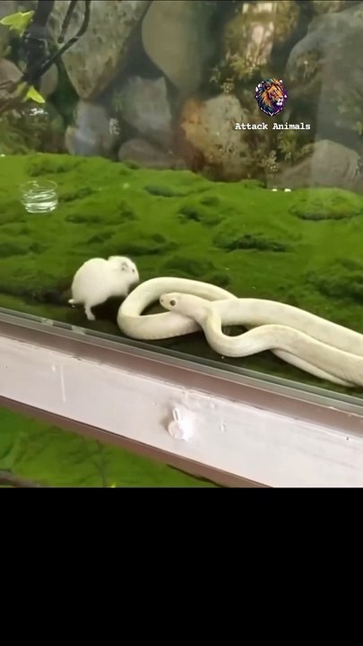 Attack snack