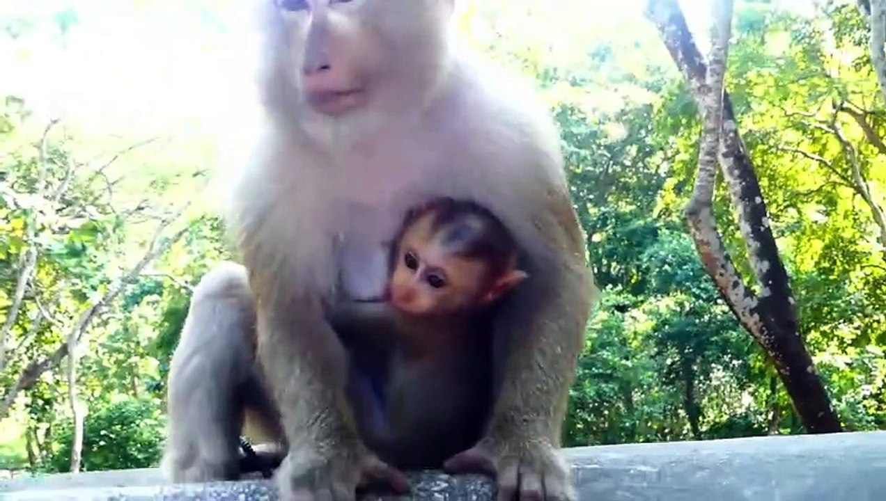 Monaco runs rapidly toward human, Molia mom rejects of his action, Monaco listen mother a bit (720p_25fps_H264-192kbit_AAC)