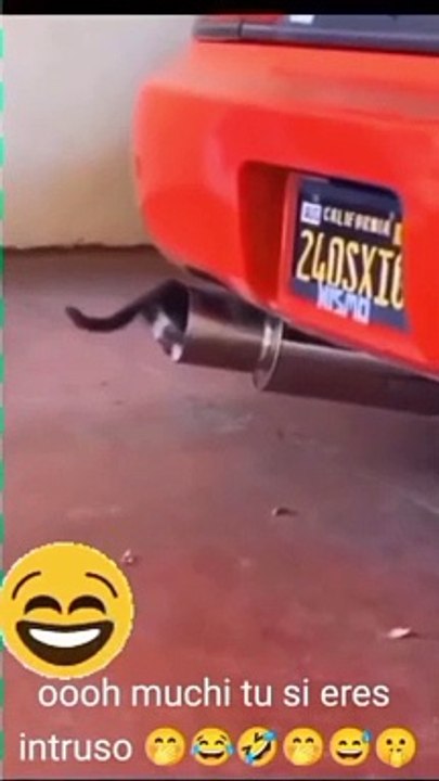 When the cute animal become excited