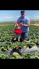 Organik çilek hasadının en güzel mahsülü 