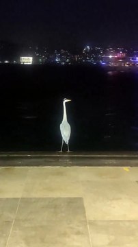 İbrahim Tatlıses klibi gibi boğazı dertli dertli izleyen balıkçıl kuşu