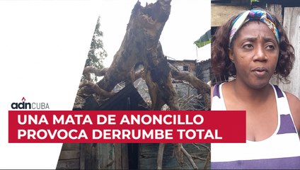 Una mata de anoncillo provoca derrumbe total