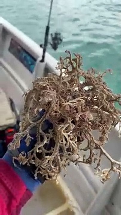 Boaters Find Basket Star