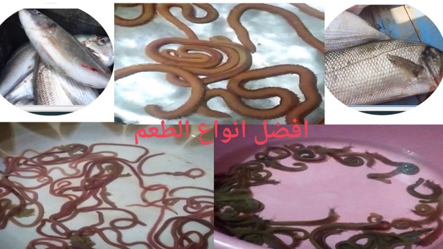 the best Types of hook fishing baits