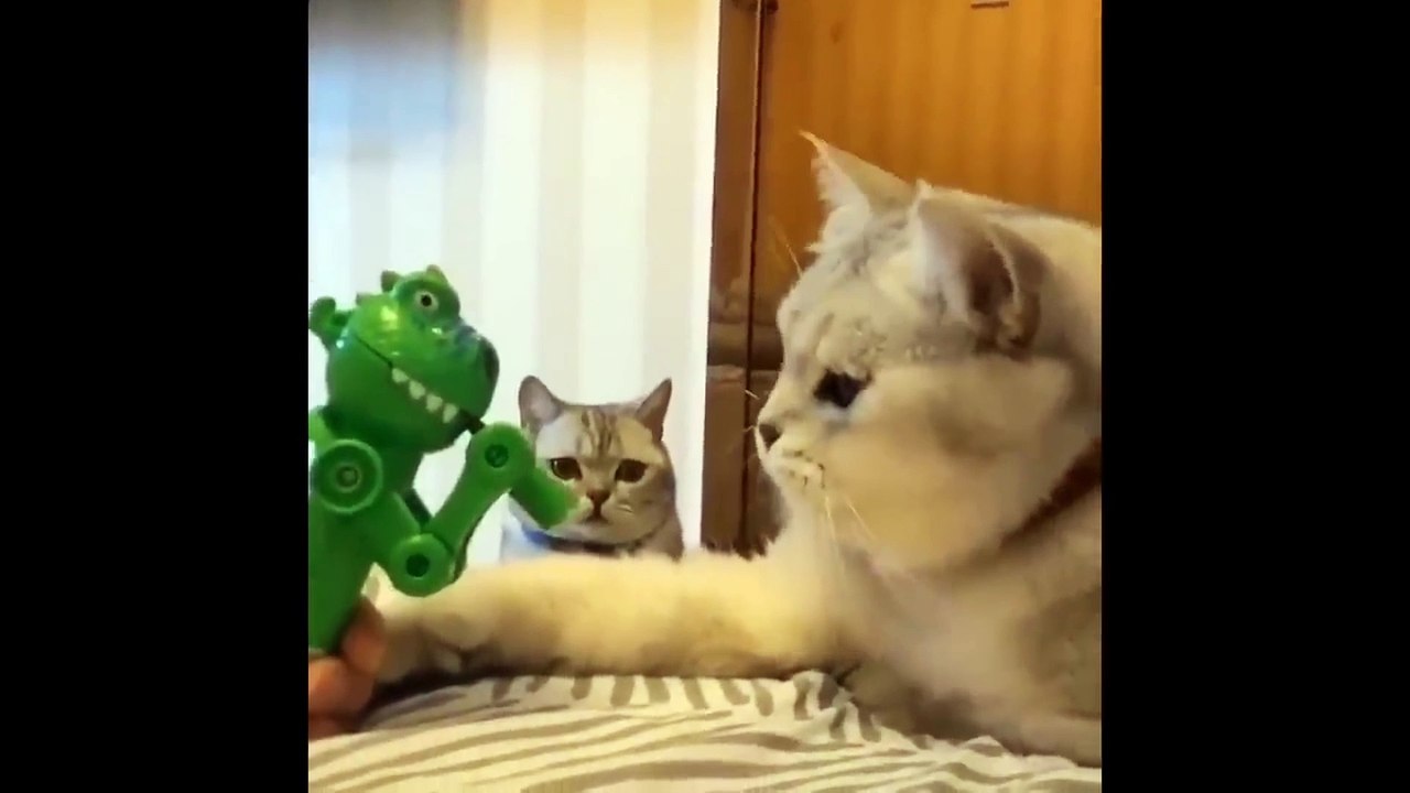 Funny Cat Videos 001