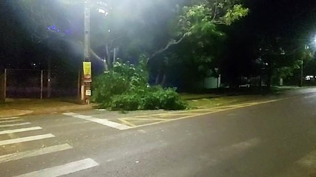 Galho de árvore cai e bloqueia parte da via na Rua Jequitibá