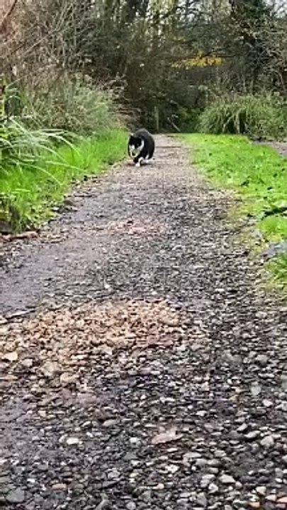 Incredible cat