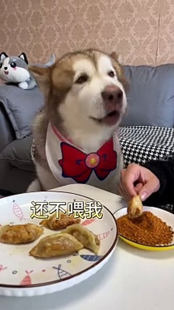 ⁣Dog Want To Eat Momo | Dog Funny Moments | Dog Funny Reactions | Dog Hungary Moments | Cute Pets