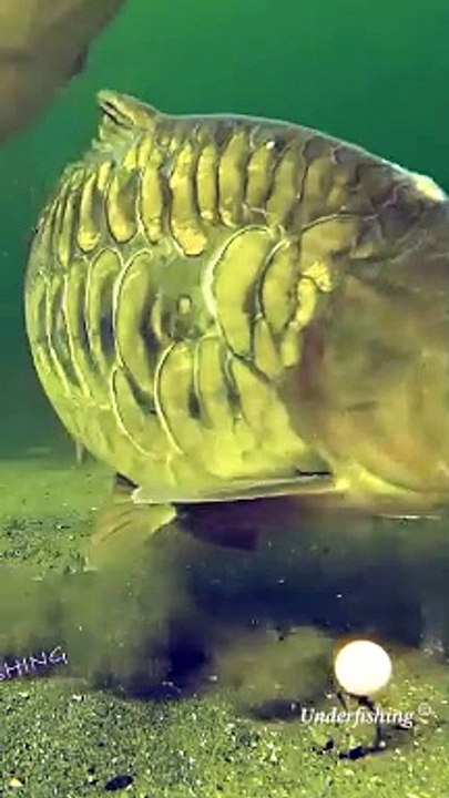 Hey Fish So close - video Dailymotion