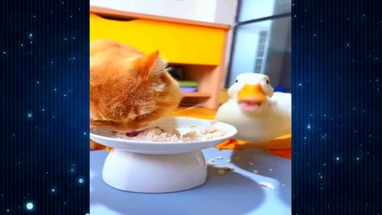 2024's Hilarious Clips!  Side-Splitting Moments with Cats & Dogs  - Part 02