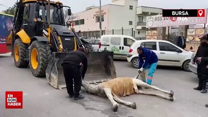 Bursa’da başıboş at sokak ortasında yere yığıldı