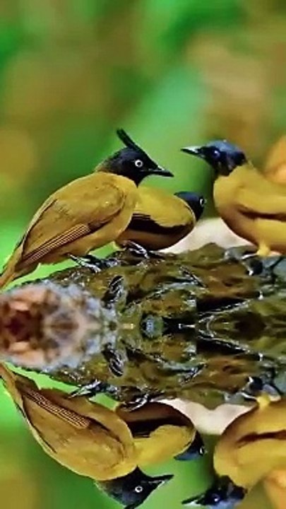 -Good morning from . ❤️❤️ These lovely Black-crested Bulbuls  #nature #birds #wildlife #travel #peace #
