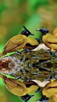 -Good morning from . ❤️❤️ These lovely Black-crested Bulbuls #nature #birds #wildlife #travel #peace #