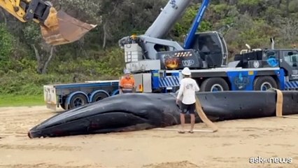 Australia, rimossa la balenottera da 25 t. spiaggiata a Minnie Water