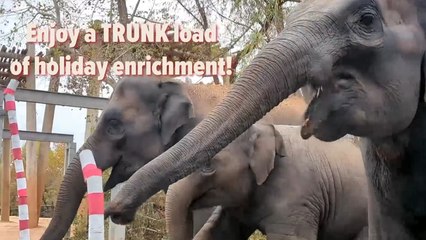 These Elephants LOVE Christmas!