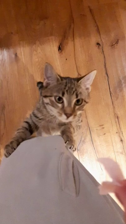 Tiger der Klettermaxe