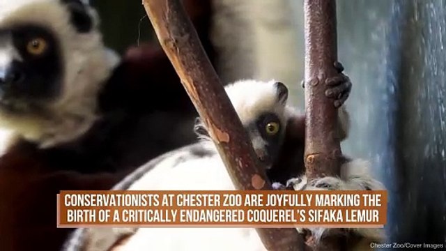 Critically Endangered 'Dancing Sifaka Lemur' Born At Chester Zoo