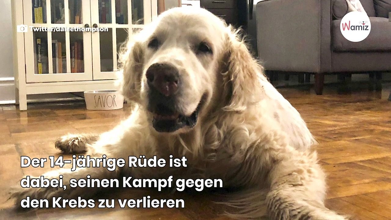 Golden Retriever spaziert durch die Stadt Niemand ahnt, dass es seine