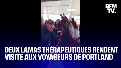 Ces deux lamas thérapeutiques rendent visite aux voyageurs de Portland