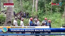 Penemuan Macan Tutul Jawa Terjerat Jebakan Babi di Kalibunder - Sukabumi