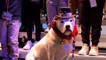 Deaf dog steals show at children’s Christmas concert