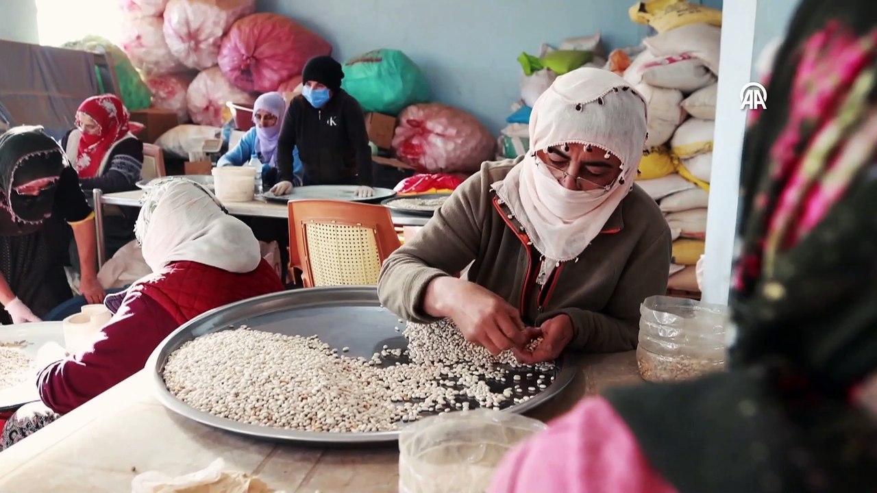 Tunceli'de kadınların ellerinden doğal hasat başladı, tam bir protein deposu: Kilosu 90 TL!