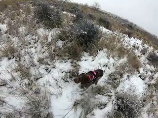 Willow scents a Pheasant