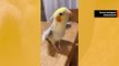 Video: virittäytynyt lintu viheltää tarttuvan version 'Jingle Bells' -laulusta