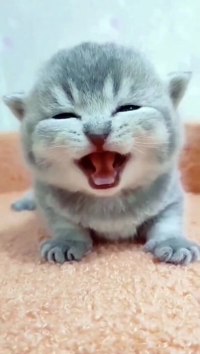 Very beautiful and adorable cat