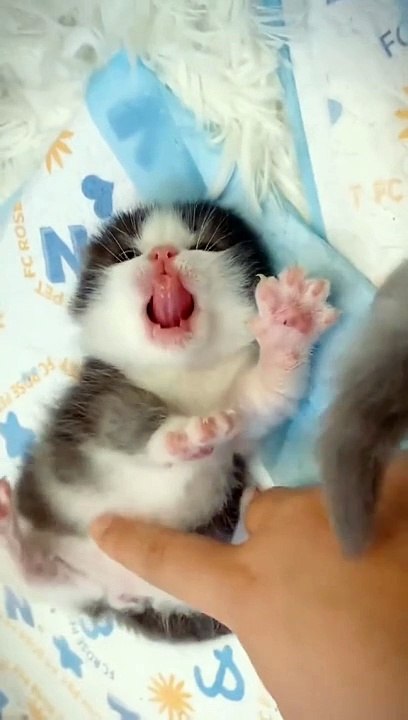 Cat and more