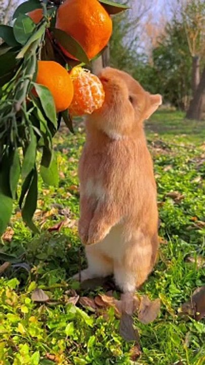 Cute rabbit