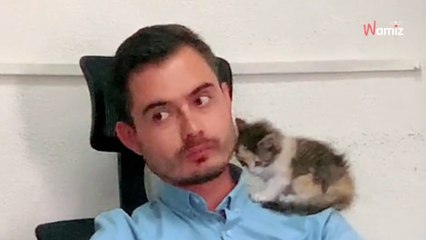 Llega a clase con un gatito: el gesto del profesor deja boquiabiertos a los alumnos (vídeo)