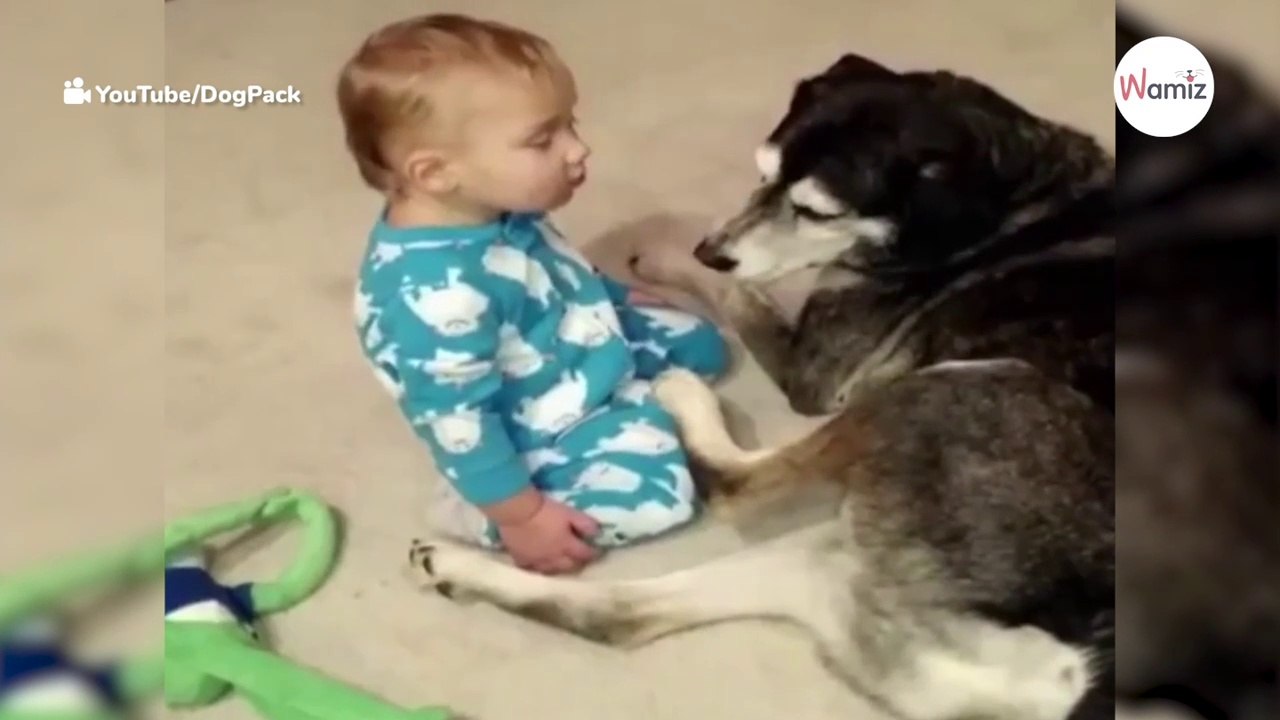 Baby schläft ein und fällt auf alten Hund: Seine Reaktion sorgt für Gänsehaut!