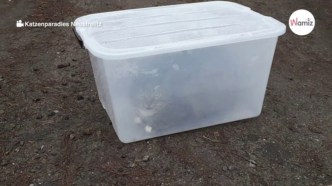 Plastikbox im Wald in Meck-Pomm: Spaziergängerin läuft es kalt den Rücken herunter