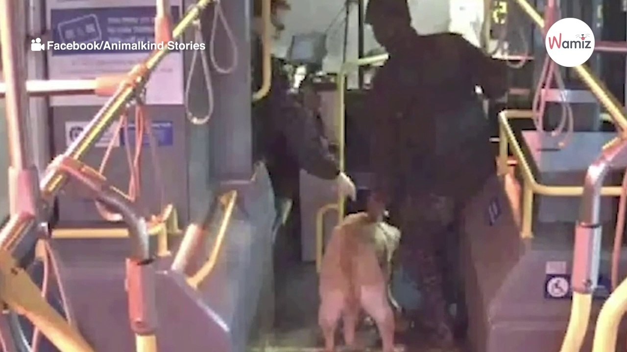 Busfahrer sieht verdächtigen Mann mit einem Labrador: Ihn beschleicht ein ungutes Gefühl