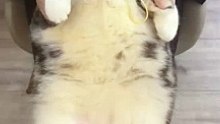 Cute cat 