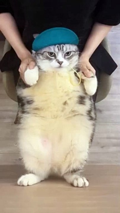 Cute cat 