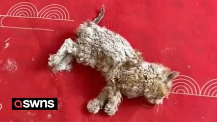 Woman defrosts frozen kitten and nurses it back to health using a hairdryer