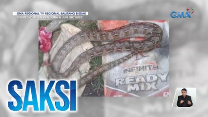 Lalaki at sawa, nagpambuno; sawa, patay matapos kagatin ng lalaki | Saksi