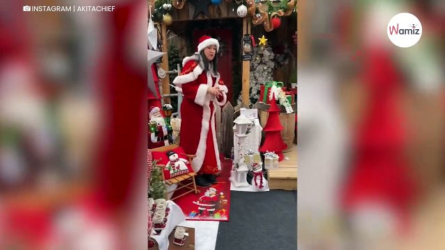 Un chiot rencontre pour la première fois le Père Noël : 825K personnes font un vœu magique (vidéo)