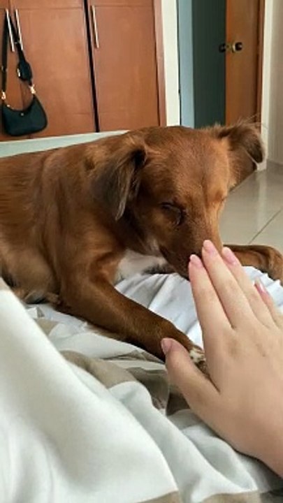 Playing With A Blind Dog