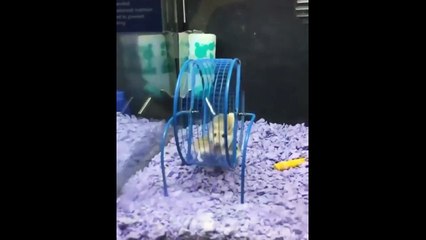 Hilarious Animal Moments That Will Make You Laugh Out Loud 🐾