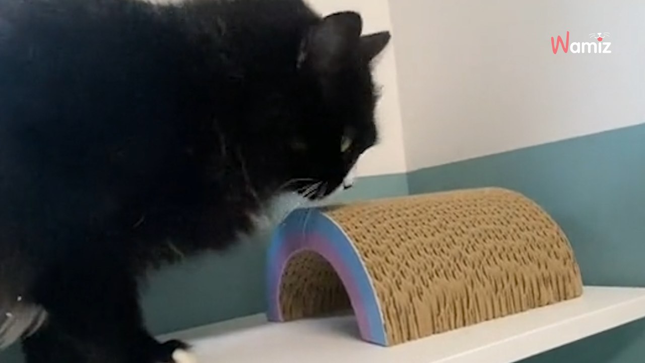 Il se renseigne sur le chat le plus timide du refuge : sa proposition laisse tout le monde sans voix (vidéo)