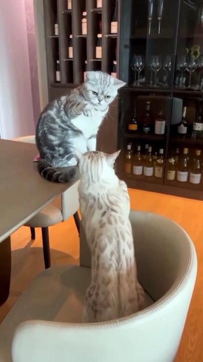 Cat_Fight