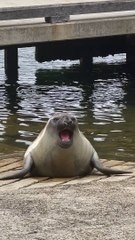 Neil The Seal Waddles Into Naptime