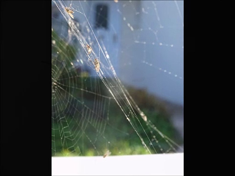 Insectes