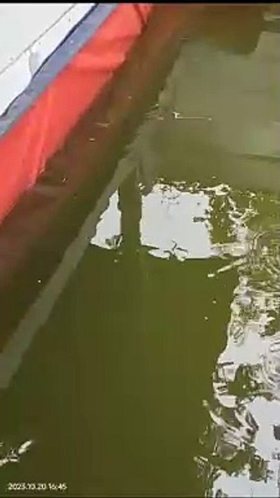 Pendederan bibit lele ukuran kecil dikolam tanah semi beton