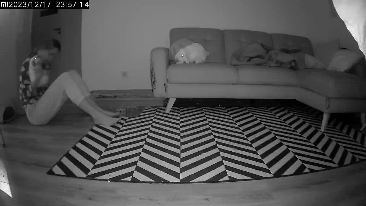 Jealous Bunny Throws A Tantrum