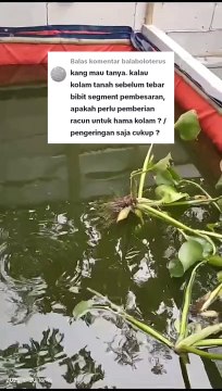 Persiapan kolam tanah sebelum tebar bibit lele untuk segmen pembesaran